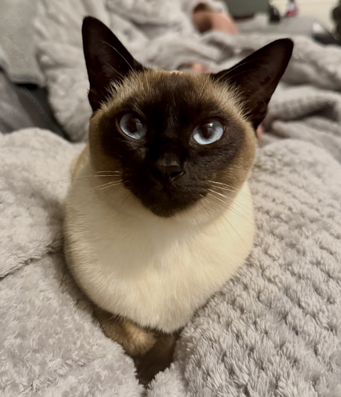 Moana, a brown pointed Tonkinese with blue eyes, relaxing on a soft grey blanket