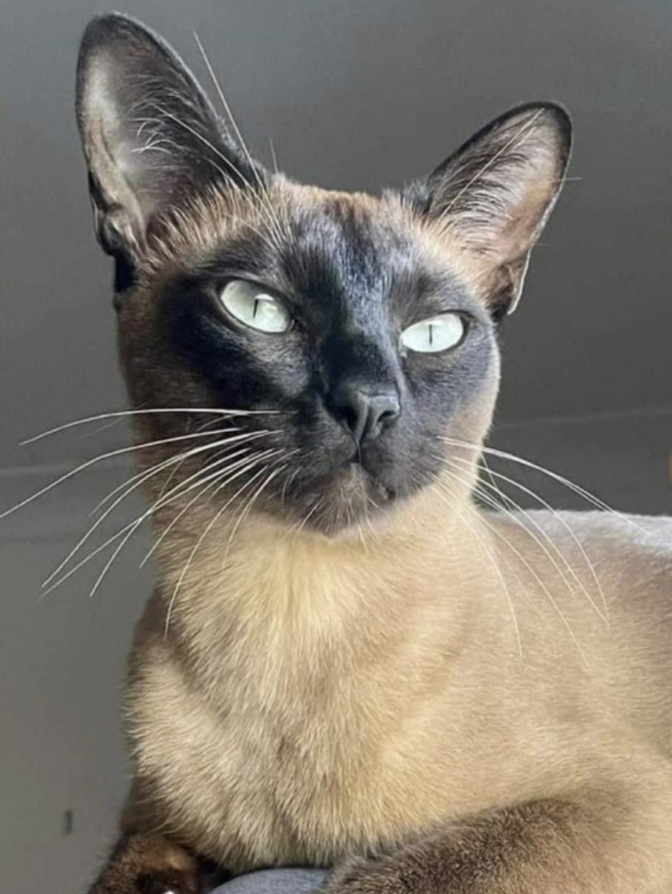 Nessa, a brown Tonkinese mink, with pale green eyes and a warm cream-brown coat